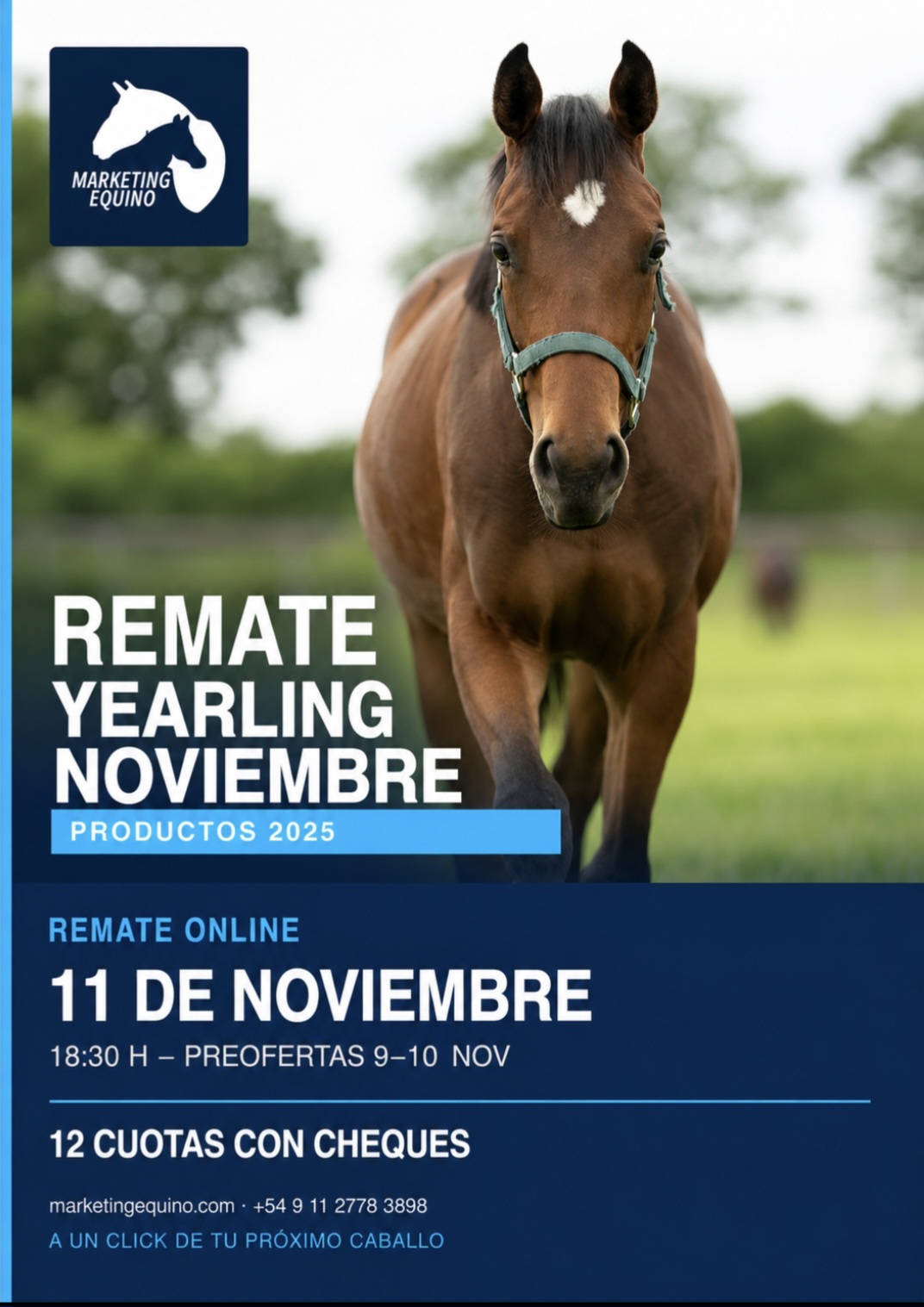 Marqueting Equino